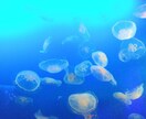 あのときの私へ—。　易占略筮法で占います ❇ もう後悔は手放しませんか ❇　“時空”を読み解く易鑑定 イメージ6