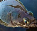 積丹半島沿岸のホッケ　カレイ釣り方アドバイスします 春の積丹は魚が湧いています。積丹の釣りは春が一番のチャンス！ イメージ1