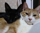 猫プロが撮った写真集あります 猫大好きな猫好き猫ままです!猫の写真提供 イメージ6