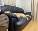 優しく心に寄り添い気持ちを共有します ニコ生でも相談放送何年もしてました！実績はあります。 イメージ2