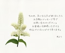 写真を参考に植物イラストを作成します 背景透明　水彩風やわらかタッチの植物画 イメージ6