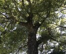 仕事環境での心の傷を癒します 職場人間関係で沢山傷を負った私が同じ気持ちで癒します イメージ2