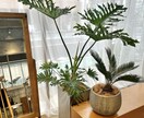 植物のプロが観葉植物のお悩みに答えます 元代官山の花屋の店長がアドバイス イメージ6