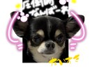 ペットのLINEスタンプ作成します とびっきり可愛いオリジナルスタンプ！ イメージ3