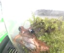 ヘビ、トカゲ、カメ、カエルの飼育相談のります 現在日本産(野生由来)のもの22種50匹ほど飼育中。 イメージ10