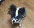 うつや精神症状について、相談をお受けします うつ病→躁うつ病→反復性うつ病→寛解となりました。 イメージ1