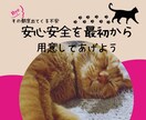 保護ネコを家族に迎えるはじめてさんにお届けします 動物看護士×トリマー×統合医療実務から保護ネコサポートを伝授 イメージ1