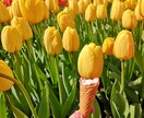 オランダ語←→日本語(または英語)の翻訳をします オランダ語ネイティブと日本語ネイティブの夫婦です。英語訳も可 イメージ1