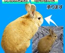 写真・画像の背景を切り抜き透過します 写真やイラストの背景を透明に！暗い写真も明るく鮮やかにします イメージ1