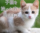 子猫を拾った方へ|育て方を動物看護師が教えます 動物看護師が丁寧にアドバイスします イメージ1
