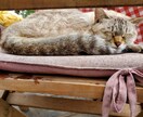 お話を聞いて少しでも心の負担を軽くします 貴方の心の内側を私に吐き出してみませんか? イメージ4