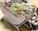 多肉植物のお悩み解決のお手伝いいたします 属種により違う育て方、寄せ植え方をお教えします！ イメージ6