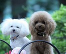 いいトリミングサロンの3つの共通点お教えします プードルの飼い主さまへおすすめ！ イメージ1