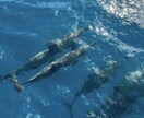 オアフ島の旅行の相談、予約代行いたします ハワイ大学に４年在学した帰国子女がローカルスポットを教えます イメージ4
