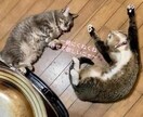 人に言えニャい話　とことんお付き合いします のろけ 密かな楽しみ 自慢  推し活　思いっきり話せます！ イメージ2