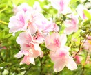 ツツジの写真あります 去年の5月に撮影した、公園に咲く花の写真です。 イメージ1