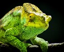 写真を撮ったり、写真の加工をします シンガポールの写真‼️動物植物リクエストどうぞ！ イメージ3