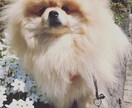 １枚の画像を動画にできます サプライズを与える写真の加工ができます。 イメージ2