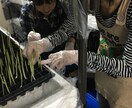 起業に関しての雑談します こんなサービスは？失敗談は？色々おしゃべりしましょう イメージ2