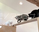 ウォーターマーク【画像の無断転載防止】入れます ブログ画像の著作権保護・ブランド認知向上｜20枚〜大量対応可 イメージ2