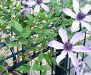 園芸初心者の方に開花するまで丁寧にお教えします 人気のCCR(バラ クレマチス クリスマスローズ)も是非！ イメージ6