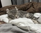 猫のぽむちゃんがあなたの話し相手になります 猫ちゃんとお話しして癒されていきませんか？ イメージ9