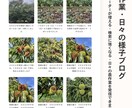 農園・農家のWebサイト制作します 現場理解で集客と魅力が伝わるサイトを制作 イメージ4