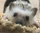 ペットのかわいい写真を撮ります 大切なペットの最高の1枚を残しませんか？ イメージ2