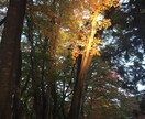 誰かと話したい時のお話し相手になります 何となく話したい無性に話したいどちらともご利用ください｡ イメージ1