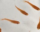 副業に最適！子沢山にするメダカ養殖法を教えます 初心者大歓迎！安心で手間いらず！1日10分のメダ活だけ！ イメージ9