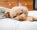 犬と暮らす家作り 建築士がセカンドオピニオンします 愛犬とのお家づくりについて相談したい方・困っている方へ イメージ1