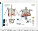 腹式呼吸難民：吹奏楽の腹式呼吸のお悩み解決します 〜パーソナルトレーナーが解剖学を用いて腹式呼吸の構造を解説〜 イメージ3
