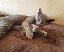 猫ちゃんに関する悩みや相談のります ・猫ちゃんの飼い方・多頭飼育の方法・初めて猫ちゃんを飼う イメージ4