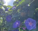 どんな話もお聞きします これも何かのご縁…私と話しませんか？(*´꒳`*) イメージ7