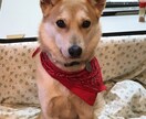 なんでもお話し聞き！ます 私に頼ってみてください！友たち感覚でなんでも聞きます！ イメージ1