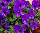 はなかい【3ヶ月分】お花購入で金運アップ目指します 指定の日時にお花を購入して開運、気軽に実践【おまじない】 イメージ1