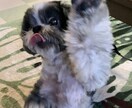 大切なペットちゃんの思い出をイラストにいたします お気に入りの写真をイラストにし、オリジナルグッズなどにも！ イメージ4