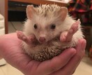 プレミアプロで動画編集をします 3歳児の娘を持つ30代の調理師が作る丁寧な動画編集 イメージ1