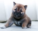 この子を家族に迎えて大丈夫？☘ご縁と時期を占います 犬猫ほかペット全般｜女性専用・最短5分から承ります イメージ5
