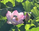 電話＊霊視能力で鑑定致します 恋人の気持ち、気になるあの人の気持ち等人の気持ちに対応します イメージ1