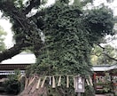 福岡パワースポット三社参り。一社で代理参拝します 願主様の代わりに正式な参拝方法で筥崎宮を参拝します。 イメージ2