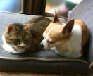 わんにゃん運を占います あなたの大切な家族（ペット）の運気が分かる イメージ1