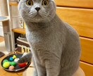 愛猫様の似顔絵をデジタルで描きます 愛猫様のグッズ化計画を後押しいたします!!! イメージ4