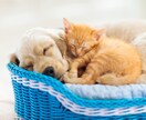 ペットの気持ちを24時間以内に霊視します ペットとあなたを結ぶ魂の光糸を霊視し声なき想いを読み解きます イメージ9