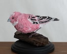 手縫いと木彫りで、理想の鳥をオーダー制作します 飼い鳥、インコさん、野鳥など独自のぬいぐるみを制作します イメージ6