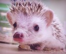 元ペットショップ店員がご相談にのりますます 小動物を飼いたいけど...お困りの方へアドバイスいたします イメージ1