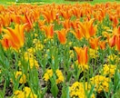 精神科の精神保健福祉士がメールカウンセリングします 対人関係療法の視点で、不安症状や職場うつ等の解消を目指します イメージ5