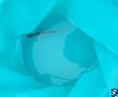 スマホ限定で写真を何でも撮ります 綺麗な風景が好きな方。写真が好きな方 イメージ1