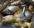 北海道の釣り楽しい話しします マグロからヤマメ迄の、釣り教えます。 イメージ3