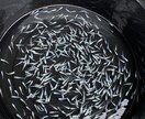 ペットショップ店員がメダカの飼育お答えします 飼育の相談お気軽に！病気の相談も可 イメージ3
